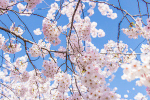Sakura japanese cherry blossom containing sakura, sakura flower, and cherry