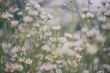 Daisy stock photo containing daisy and flower, a Nature Photo by DalaiFood