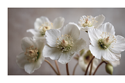 Hihe Co. White Floral Art, a Texture Illustration by milatovar (Thumbnail 8 of 20)