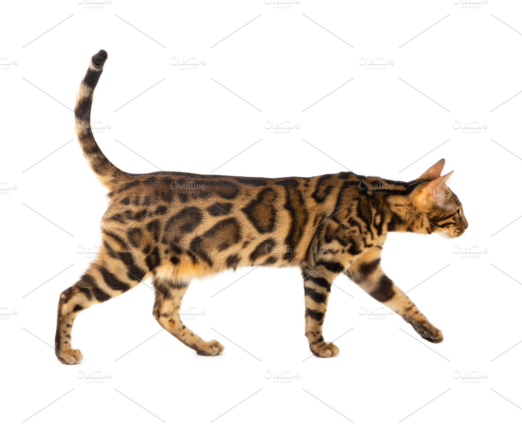 Bengal cat isolated on white, an Animal Photo by Nataliia Pyzhova