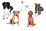 Watercolor Dogs Set, an Animal Illustration by MumAndMe (Thumbnail 2 of 2)