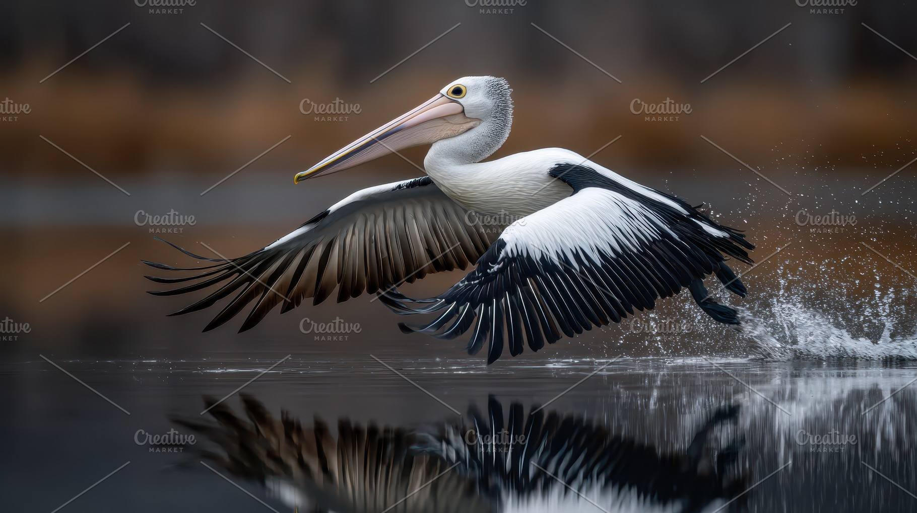 Australian Pelican Water Landing Win, a Photo by Pixeness Studio
