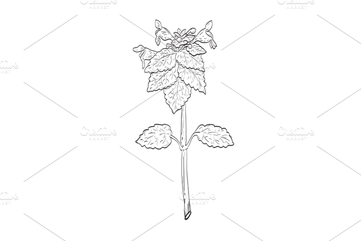 Purple Dead-Nettle Plant Drawing SVG, an Object Illustration by patrimonio (Photo 1 of 3)