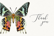 15 Hand Painted Butterflies, an Animal Illustration by Brianna Perdue (Thumbnail 3 of 3)