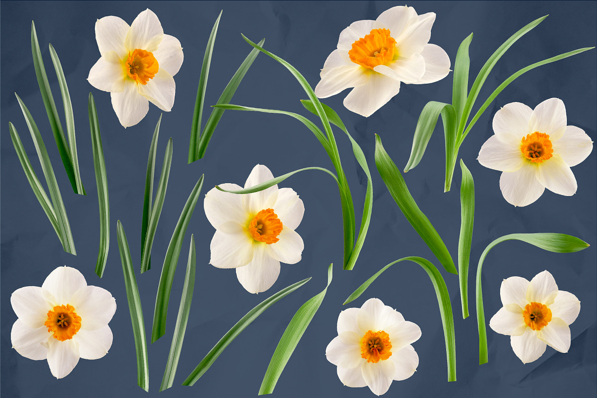 Daffodil Realistic ClipArt Specimens, an Object Graphic by Turning Moss (Photo 3 of 9)