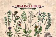 Healing Herbs * Botanical Bundle, a Healthcare Illustration by Ink Stories (Thumbnail 2 of 13)