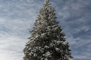 Christmas tree stock photo containing beauty and christmas holiday
