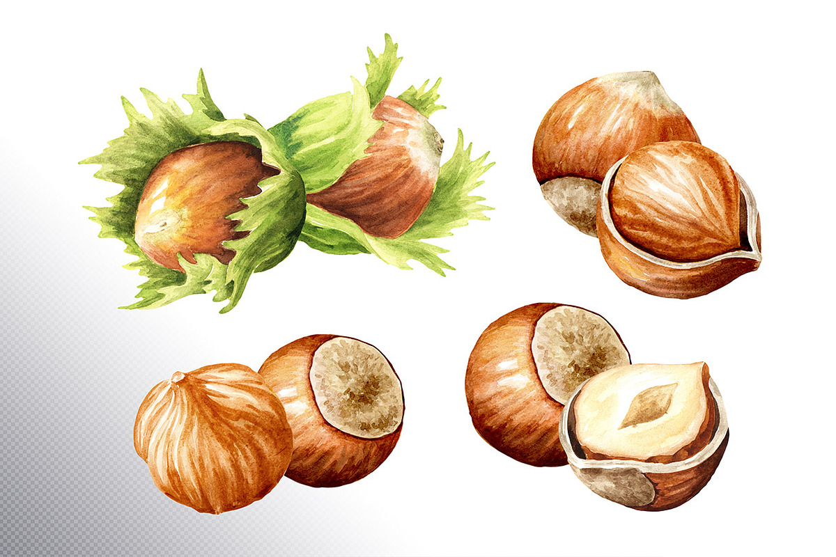 Huzelnuts. Watercolor collection, a Food Illustration by Daria Ustiugova (Photo 7 of 23)
