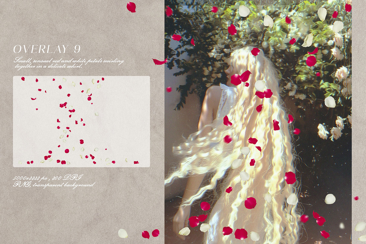 Multicolored Rose Petals Overlays, a Texture Graphic by Kaleriia (Photo 10 of 16)