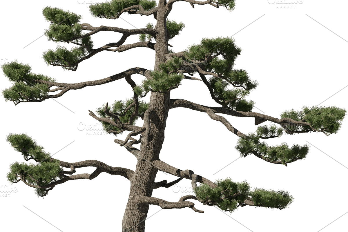 72 Tall Trees Photo Overlays, a Person Photo by KenScape (Photo 4 of 4)