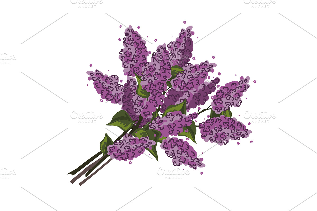 Bunch of lilac brunches. Purple, an Object Illustration by Toltemara