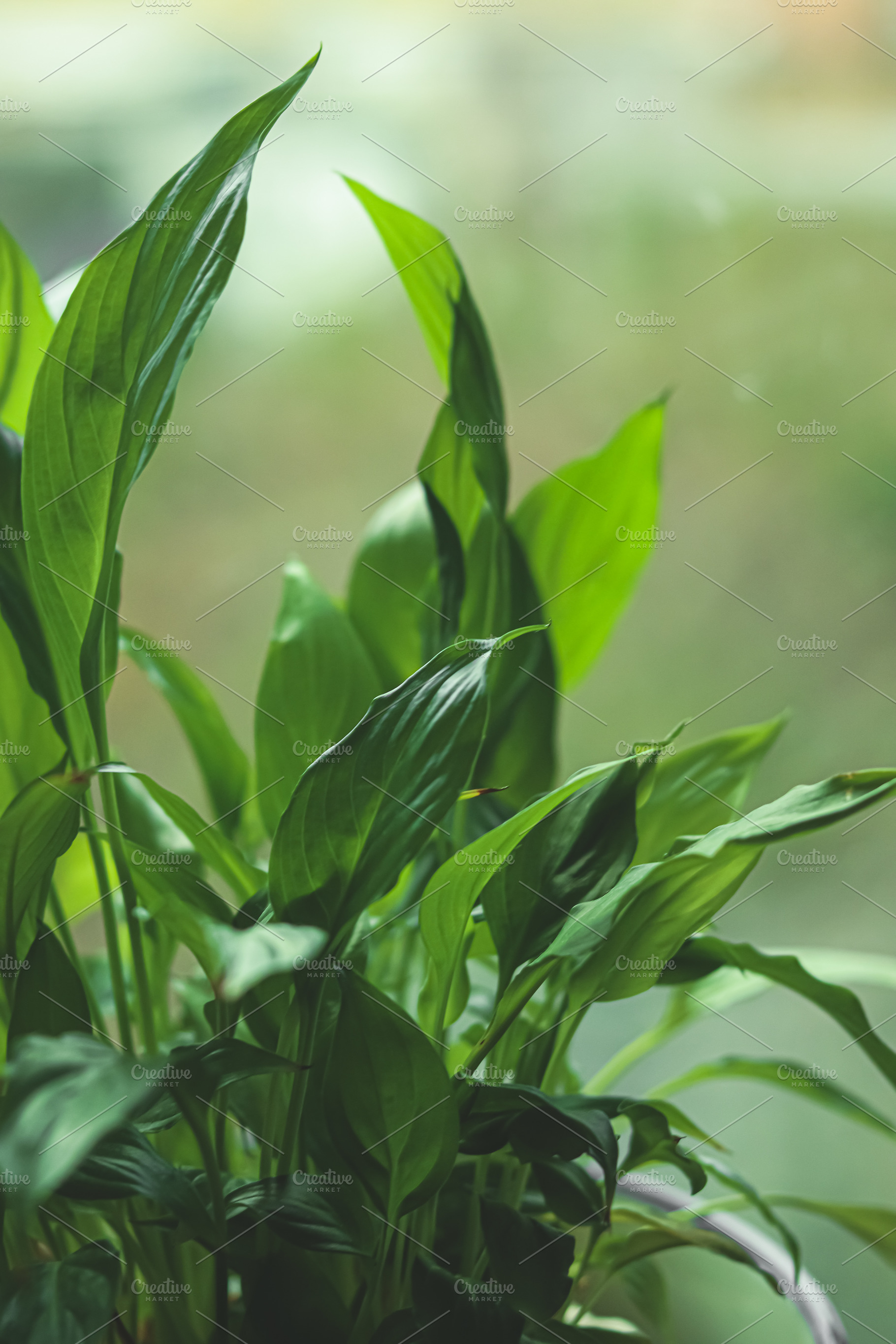 Peace lily plant with vibrant green leaves thriving in an indoor, a Photo by Studio ANNA