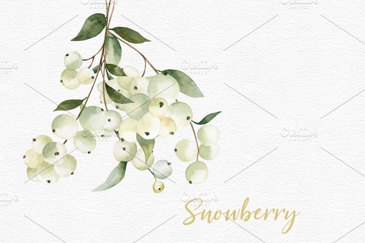 Watercolor Snowberry set, a Graphic by Colibri Watercolor (Photo 4 of 5)