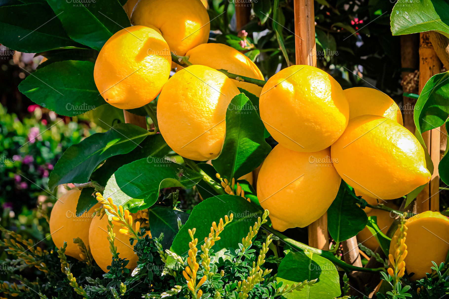 Gifts of nature, fresh and ripe lemo, a Food & Drink Photo by TatsianaSalauyova