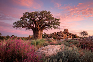 Baobab tree stands tall among rocks, a Photo by Pavel_design