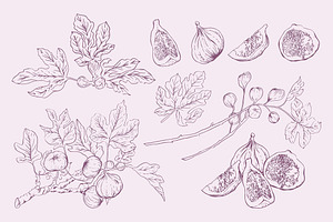 Fig Hand-drawn Botanical Elements