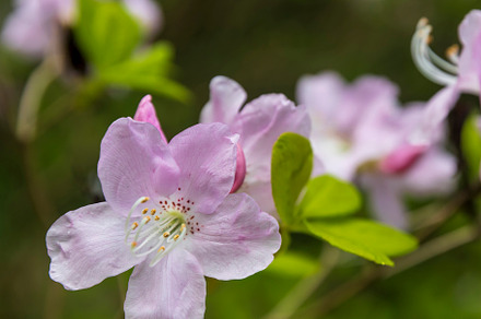Blooming Rhododendron schlippenbachi