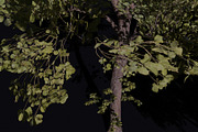 Alder Tree Set, a Plants & Tree 3D Model by FuturePastCreatives (Thumbnail 3 of 3)
