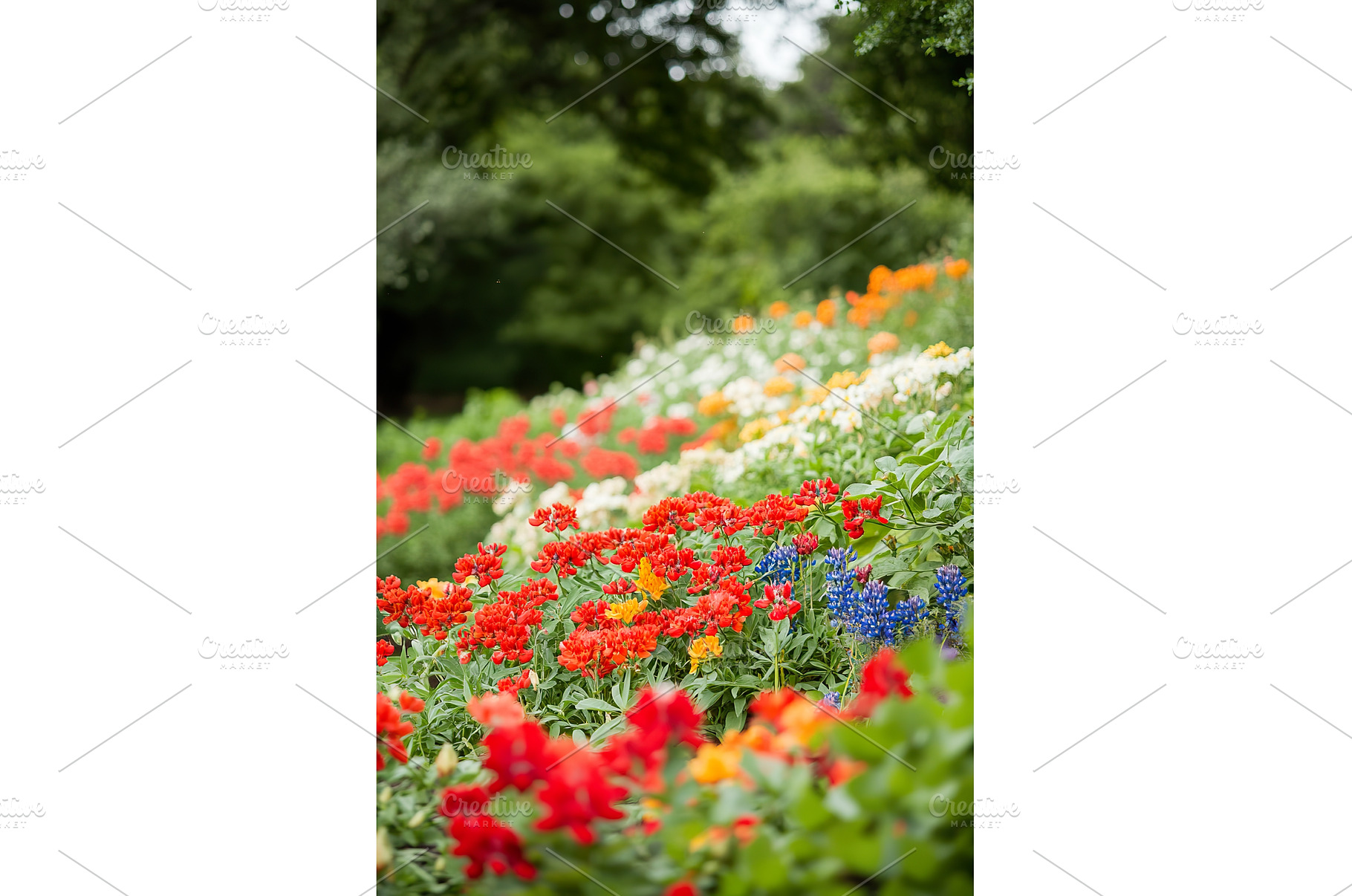 Vibrant display of wildflowers in, a Nature Photo by Lermont51