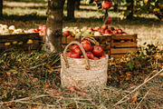 Apple garden bundle, a Person Photo by Fargana (Thumbnail 3 of 5)