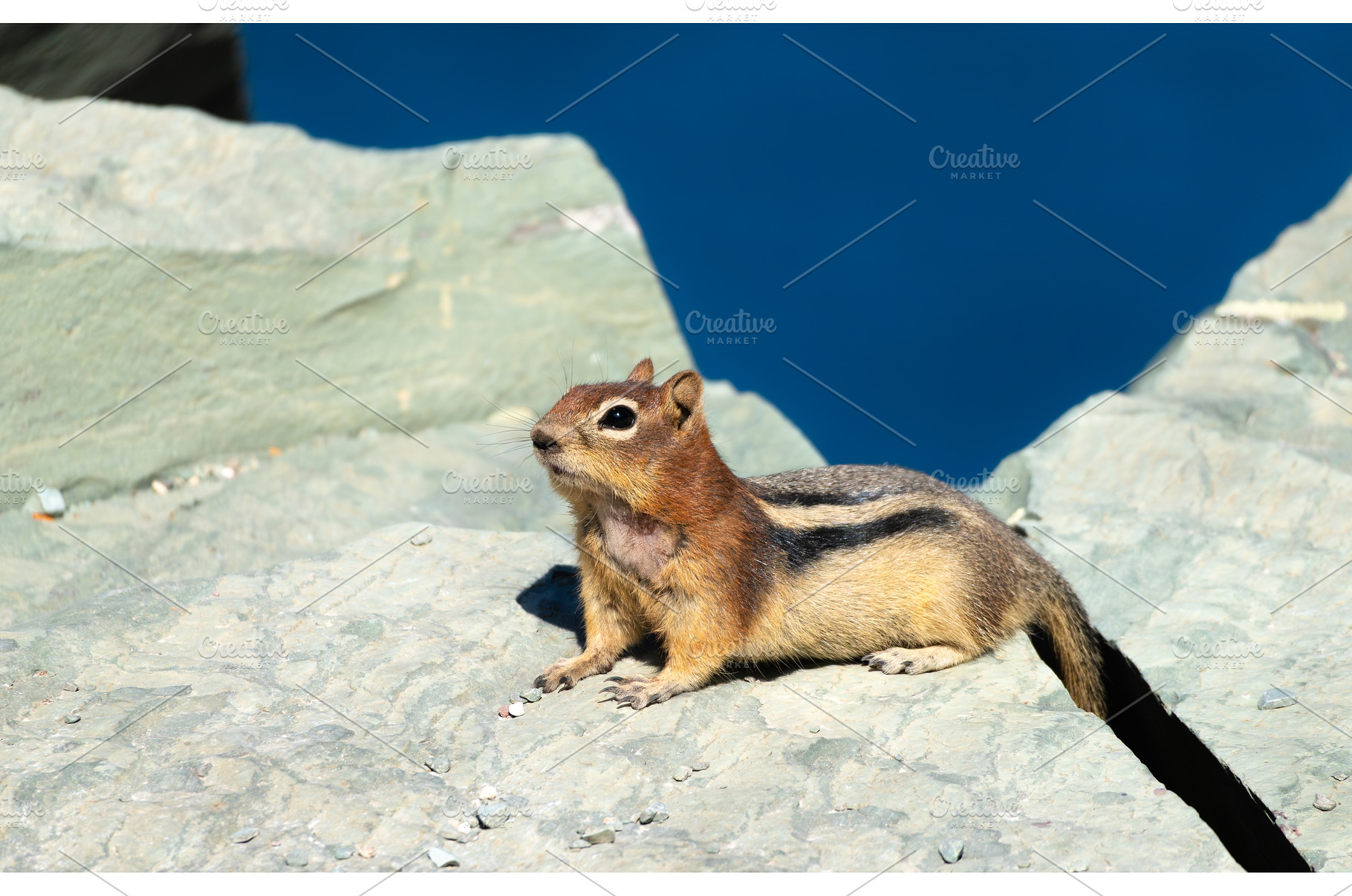 Chipmunk on a rock with Saint Mary, an Animal Photo by Leonid Andronov
