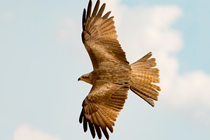 Awesome bird of prey in flight featuring bird, nature, and wildlife, an Animal Photo by José Manuel Gelpi