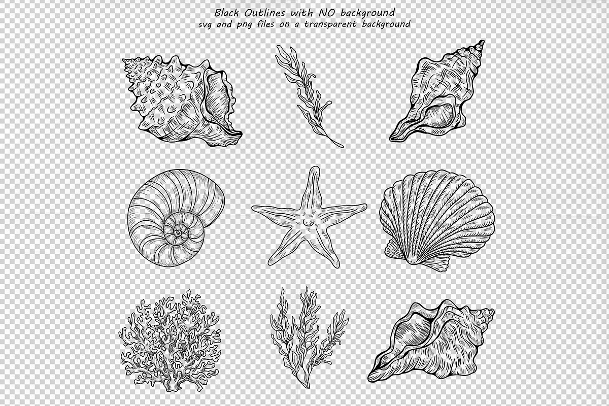 Seashell Vector Hand-drawn Clipart, an Object Graphic by BarvArt (Photo 4 of 6)
