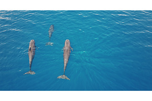 Short-finned pilot whales swimming, an Animal Photo by Goinyk