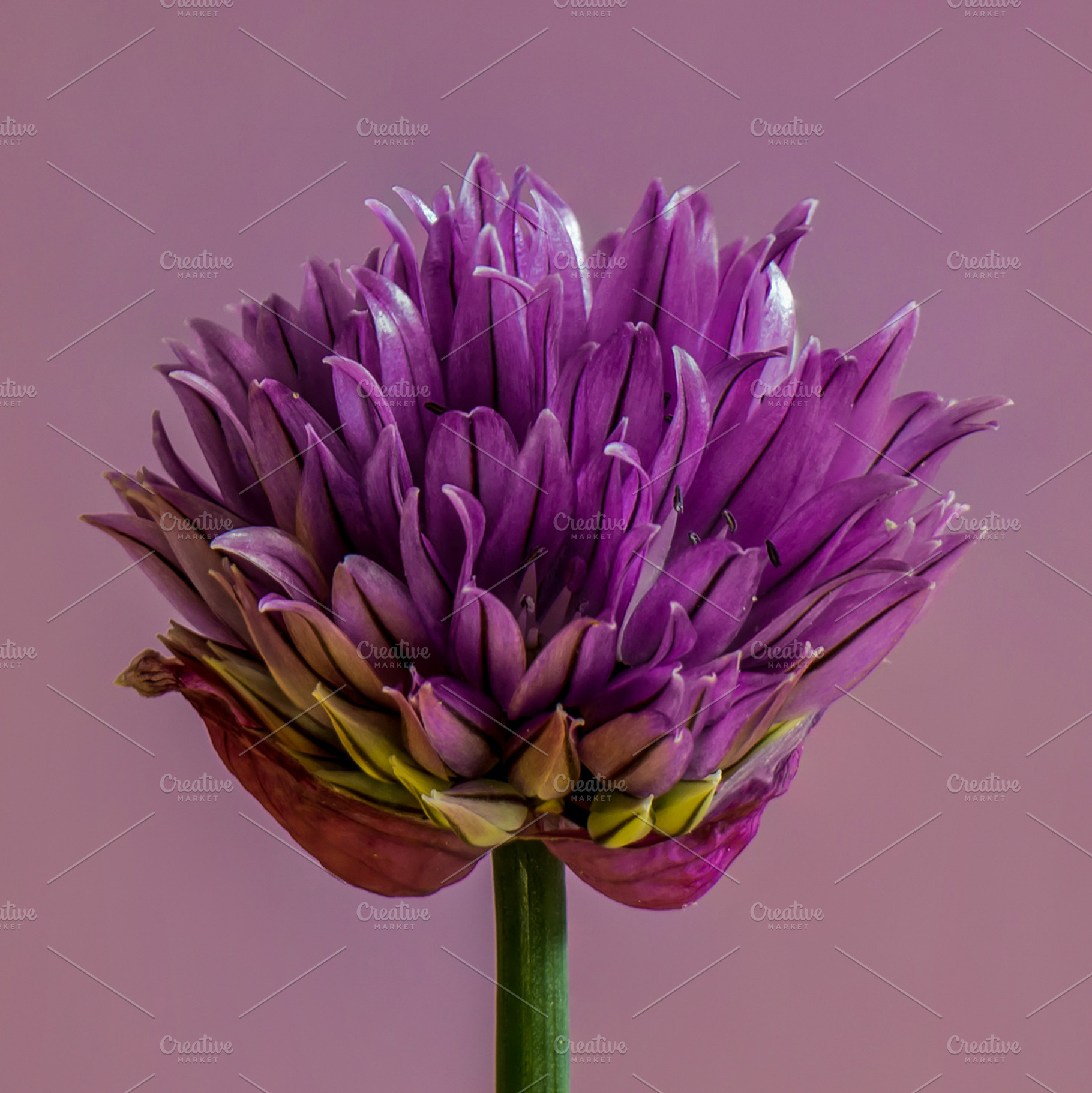 Violet, a Nature Photo by ysajna