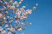 Blossoming almond trees, a Nature Photo by Fruits+Veggies (Thumbnail 8 of 17)