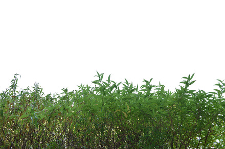 Green grass lush bush isolated on white background stock photo containing, an Architecture Photo by Tampatra