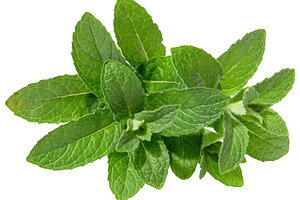 Branch of fresh mint with green leaves on isolated background, a Food & Drink Photo by ndanko