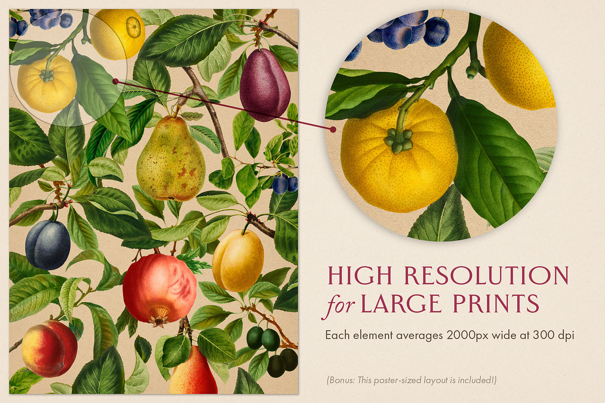 80 Fruits & Vegetables, an Object Graphic by The Object Atlas (Photo 4 of 10)