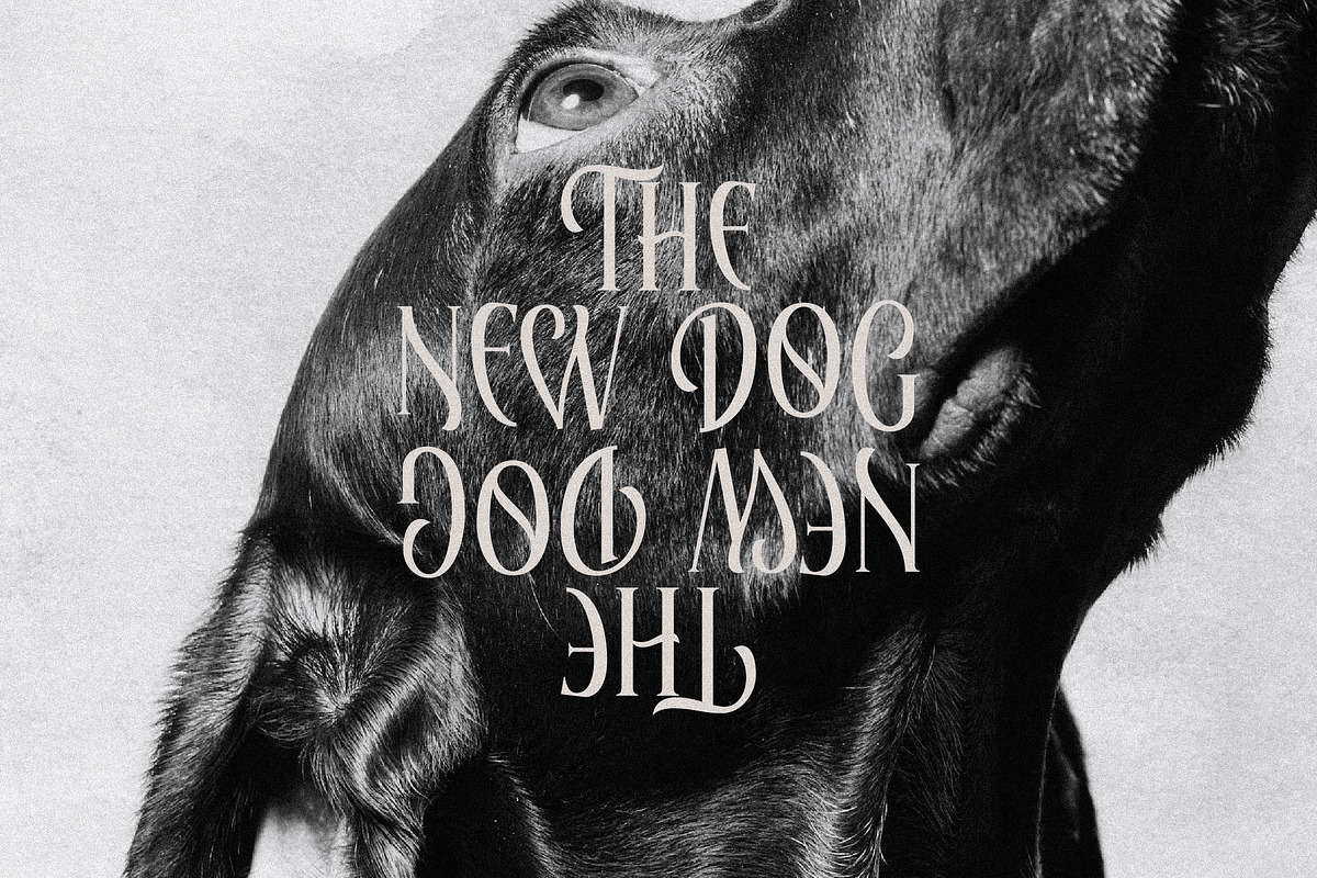 Elaphoras Display Serif Font, a Sans Serif Font by Storytype Studio (Photo 8 of 18)