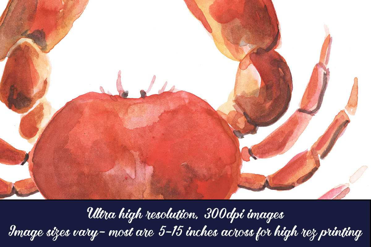The Giant Nautical Collection, a Food Illustration by Digital Press Creation (Photo 4 of 4)
