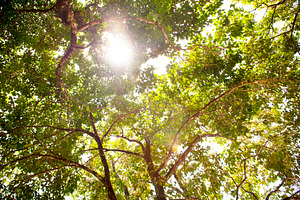 Tree Canopy, a Nature Photo by THP Creative
