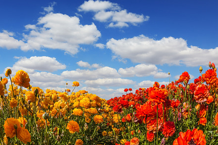 The field of blooming ranunculus, a Nature Photo by kavram