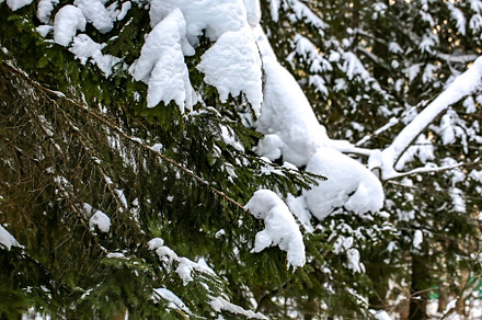 Winter landscape with soft selective focus. Fir in the snowy forest., a Nature Photo by sabyna75