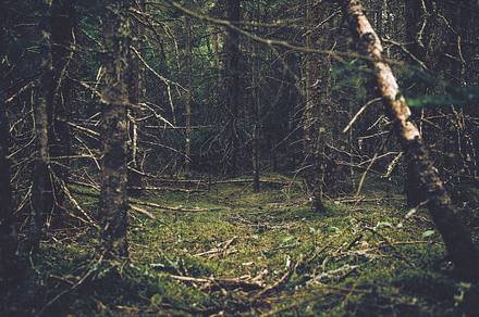 Green Island Forest Vertical preview 5