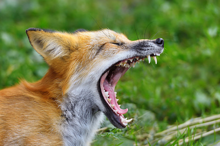 Red fox stock photo containing animal moose wildlife wild mammal antler, an Animal Photo by Byrdyak