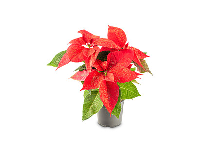 Red Poinsettia flowers, a Holiday Photo by Grafvision photography