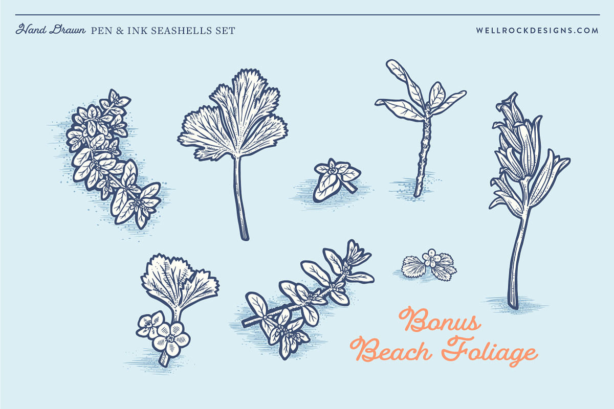 Sea Shells(Vector) + Beach Bonus, an Object Illustration by Well Rock Designs (Photo 6 of 9)