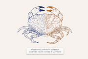 Seashells and seafood Illustrations, a Food Illustration by MargauxQuercy (Thumbnail 4 of 5)