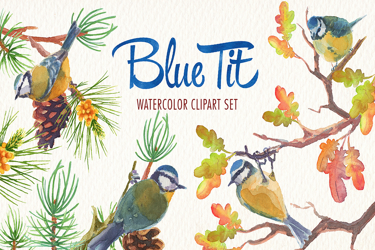 Watercolor blue tit bird clipart, an Illustration by Art & Things (Photo 7 of 8)
