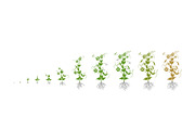 Vegetable growth stages pack, a Food Illustration by Ilia Design (Thumbnail 3 of 9)