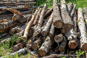 Stacked birch logs in a forest