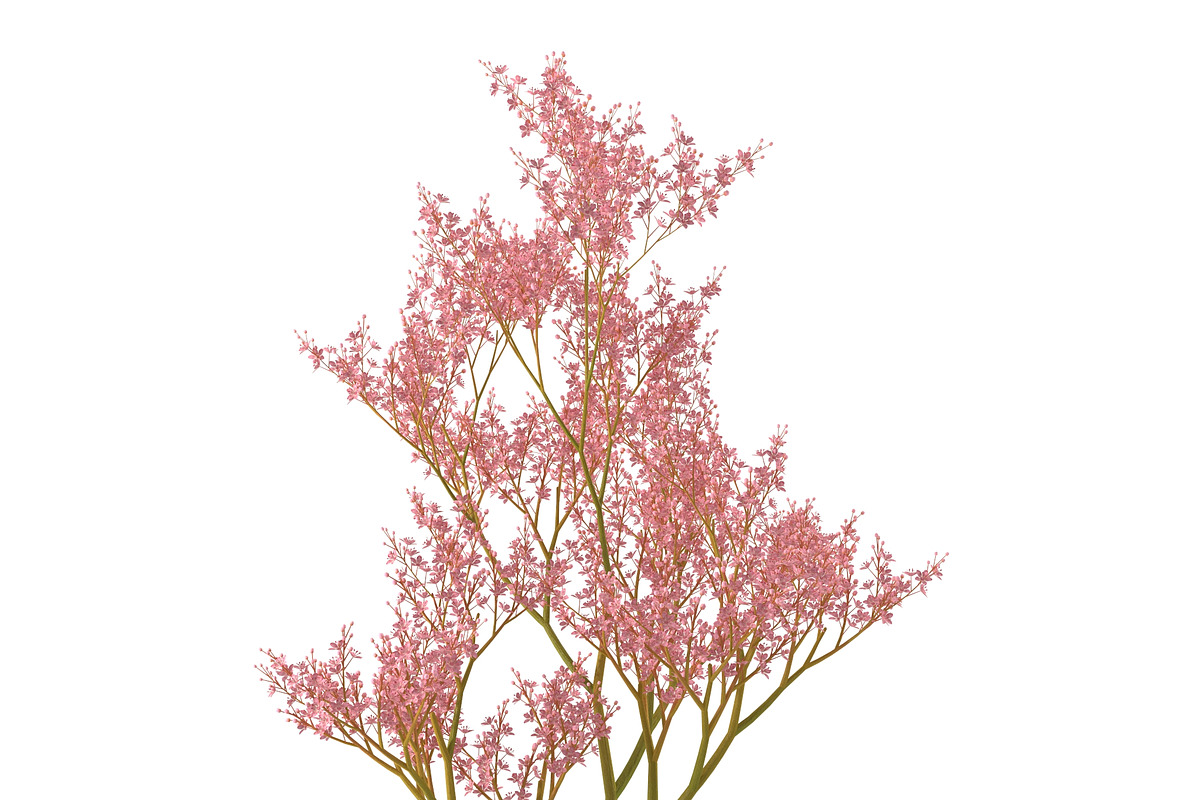 Filipendula rubra, a Plants & Tree 3D Model by AndrewWhite (Photo 8 of 11)