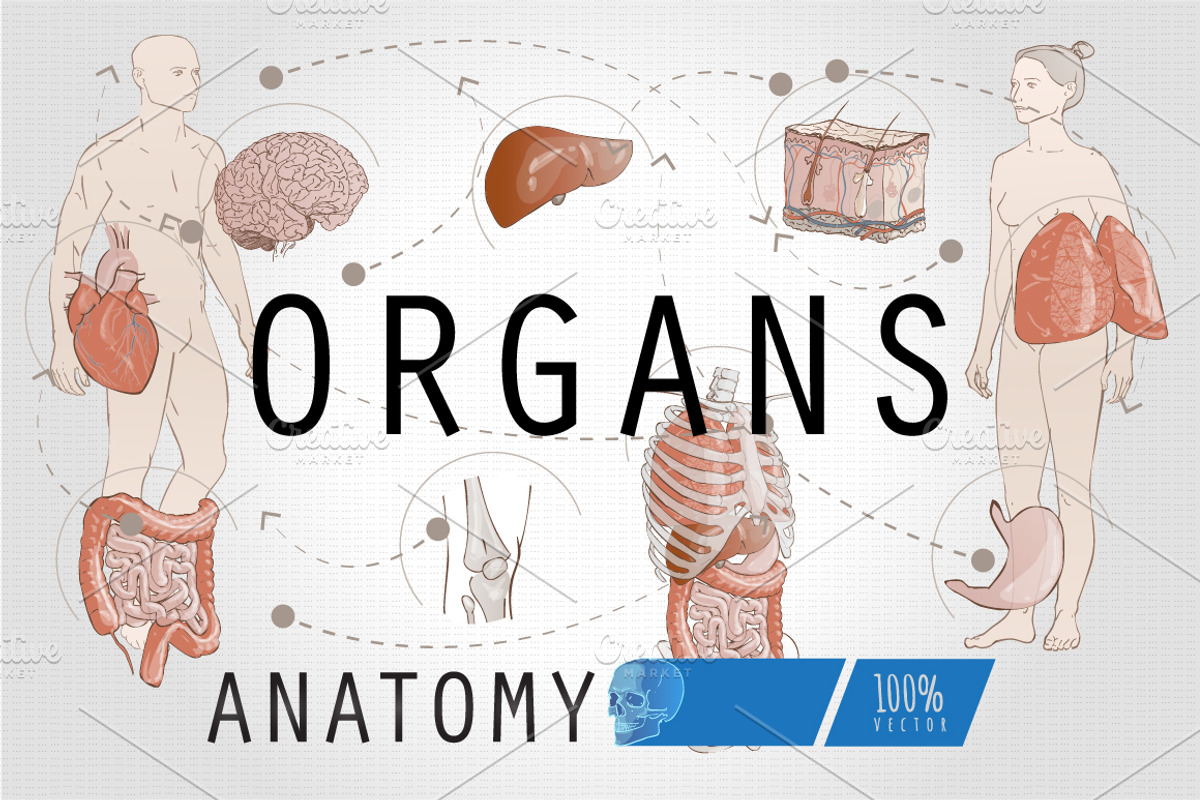 Human Anatomy Internal Organs, an Education Illustration by Alltruecolours