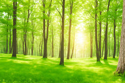 Summer Sunny Forest, a Background Graphic by Anamul Haque Anik (Thumbnail 1 of 5)