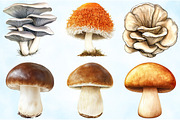 Watercolor Edible Mushrooms Clipart, an Illustration by Craft Nest (Thumbnail 3 of 6)